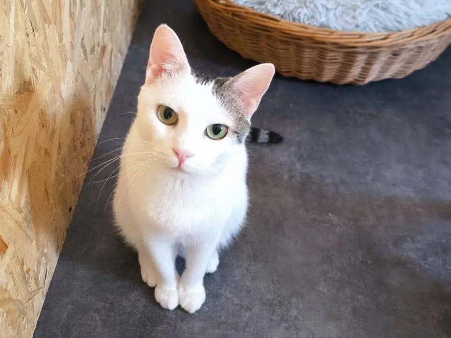 Adotta un gatto, femmina, 2 anni e 6 mesi, Bari