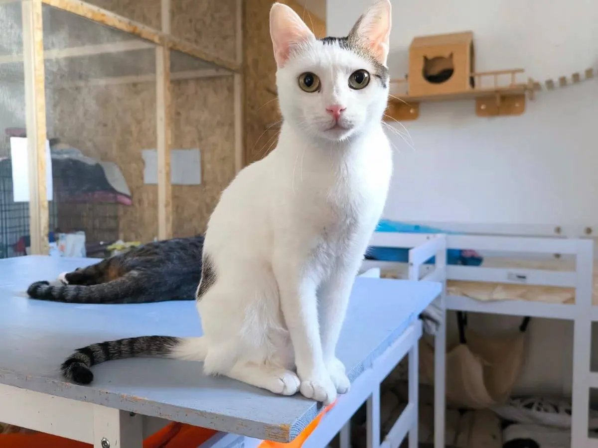 Adozione gatto, femmina, Razza sconosciuta Razza sconosciuta, 2 anni e 6 mesi, taglia non valida, Bari
