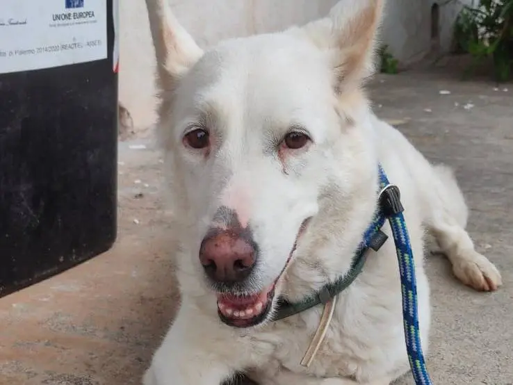 Adotta un cane, taglia media, femmina, Palermo