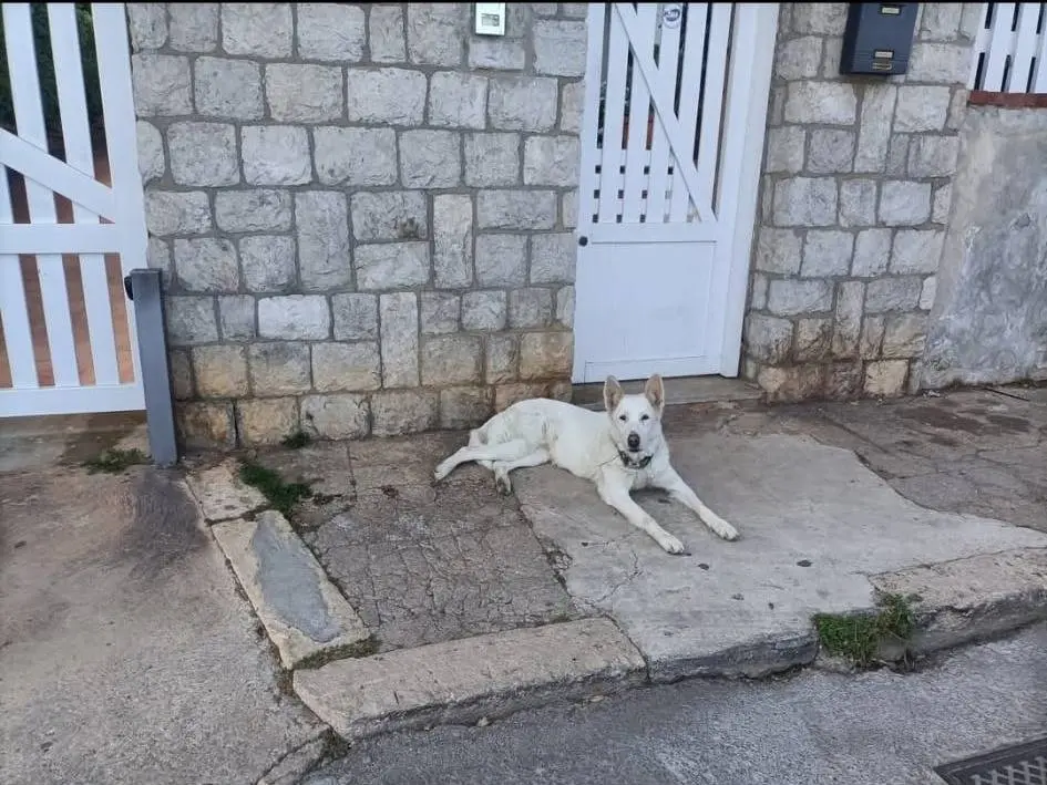 Adotta un cane, femmina, 5 anni e 4 mesi, Palermo
