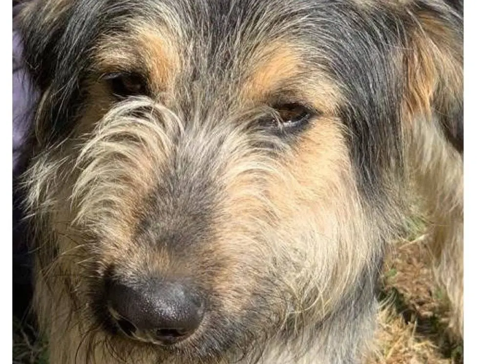 Adozione cane, maschio, Razza sconosciuta Razza sconosciuta, 9 anni e 4 mesi, taglia media, Viterbo
