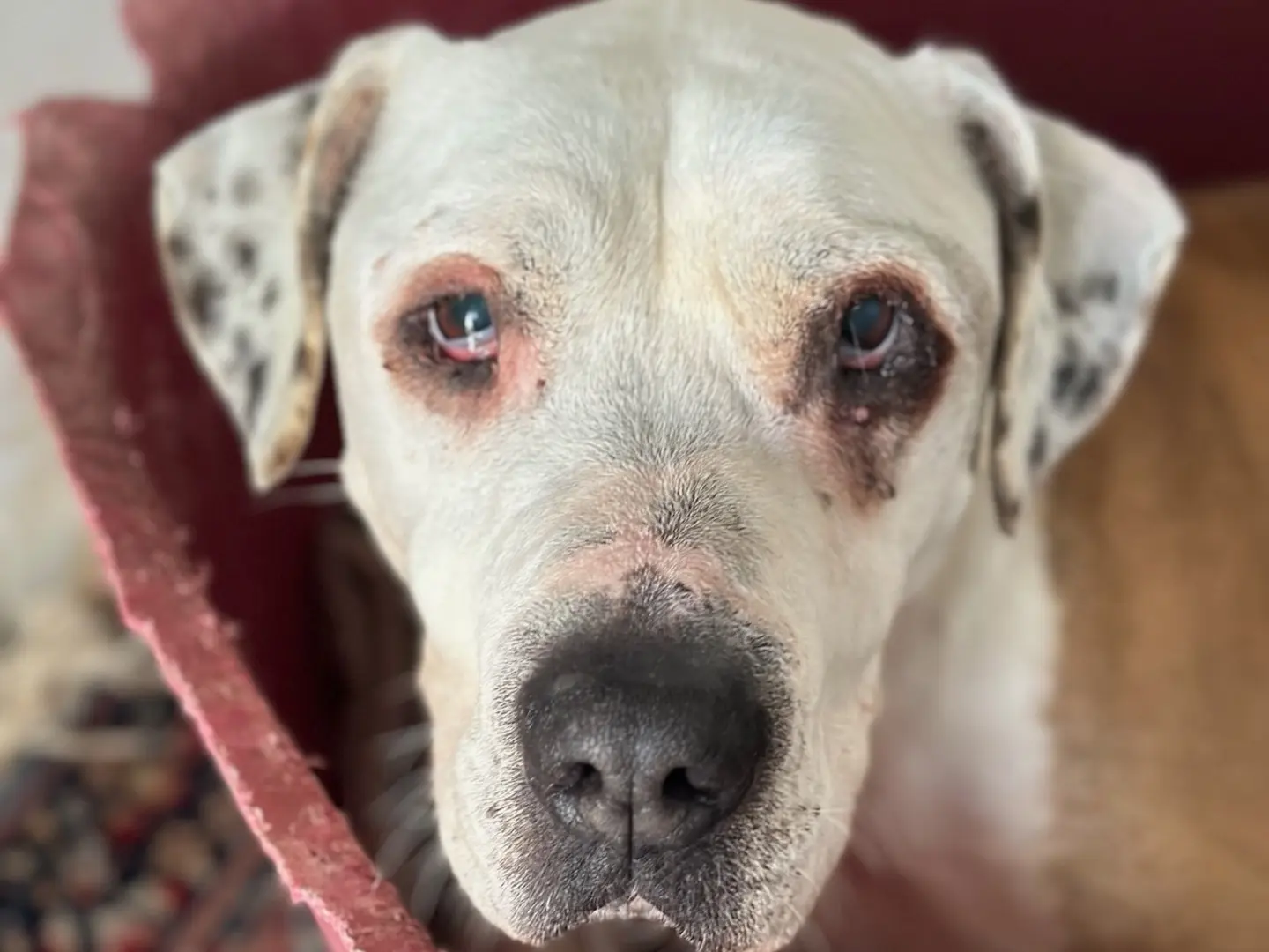 Adozione cane, femmina, meticcio, 9 anni e 2 mesi, taglia grande, Roma