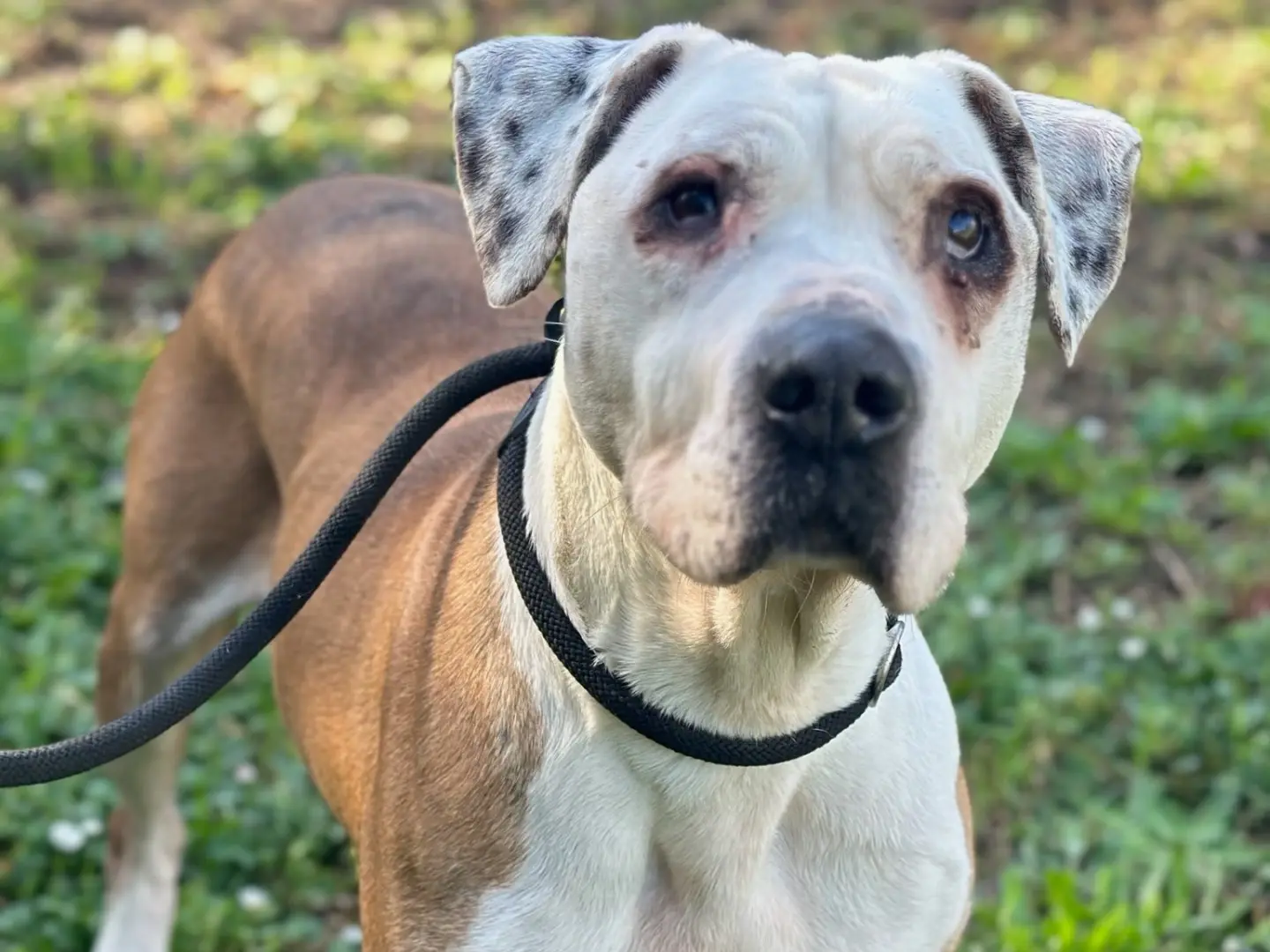 Adotta un cane, femmina, 9 anni e 2 mesi, Roma