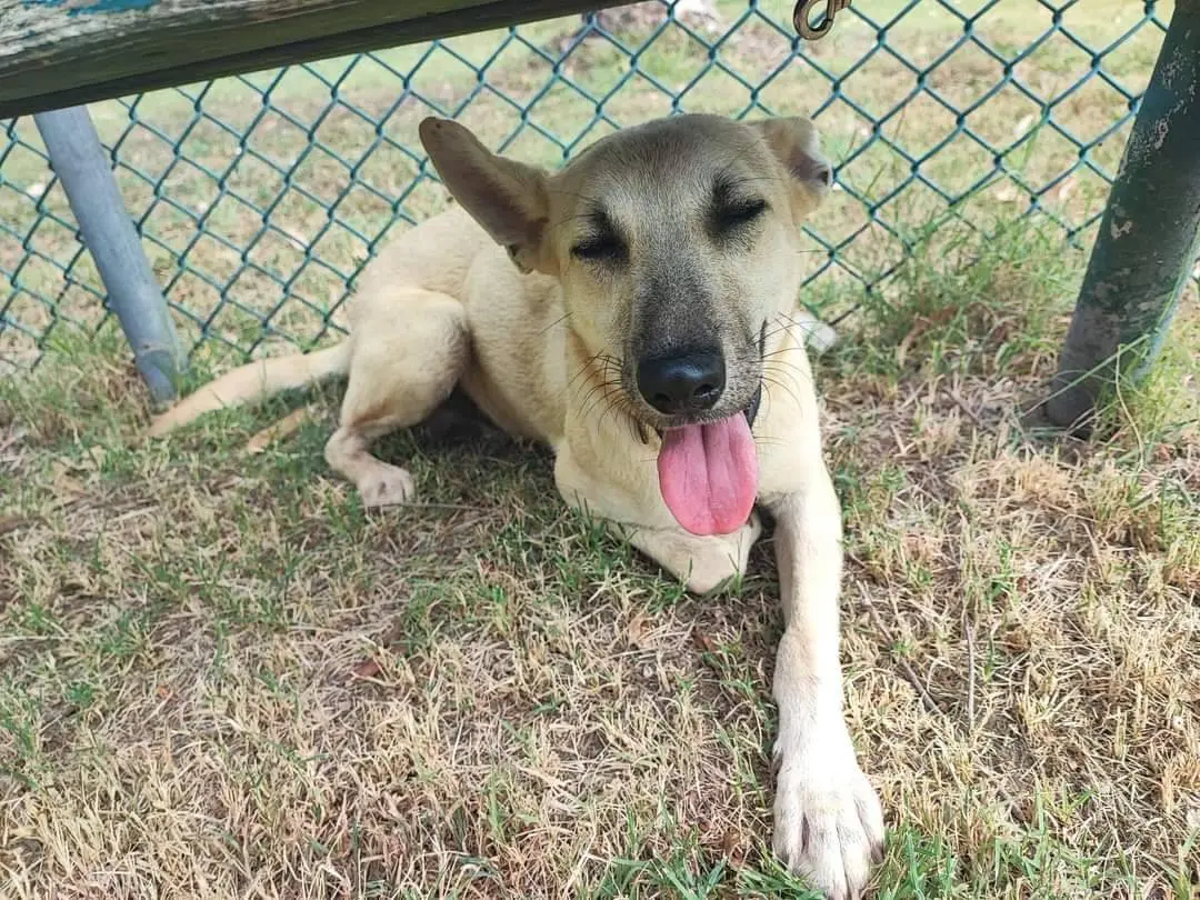 Adozione cane, maschio, meticcio, 3 anni e 6 mesi, taglia piccola, Napoli