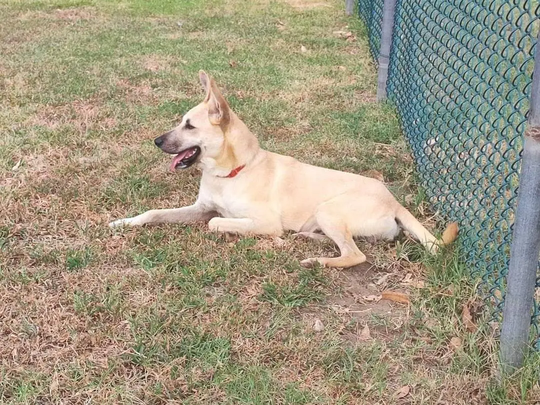 Adotta un cane, maschio, 3 anni e 6 mesi, Napoli