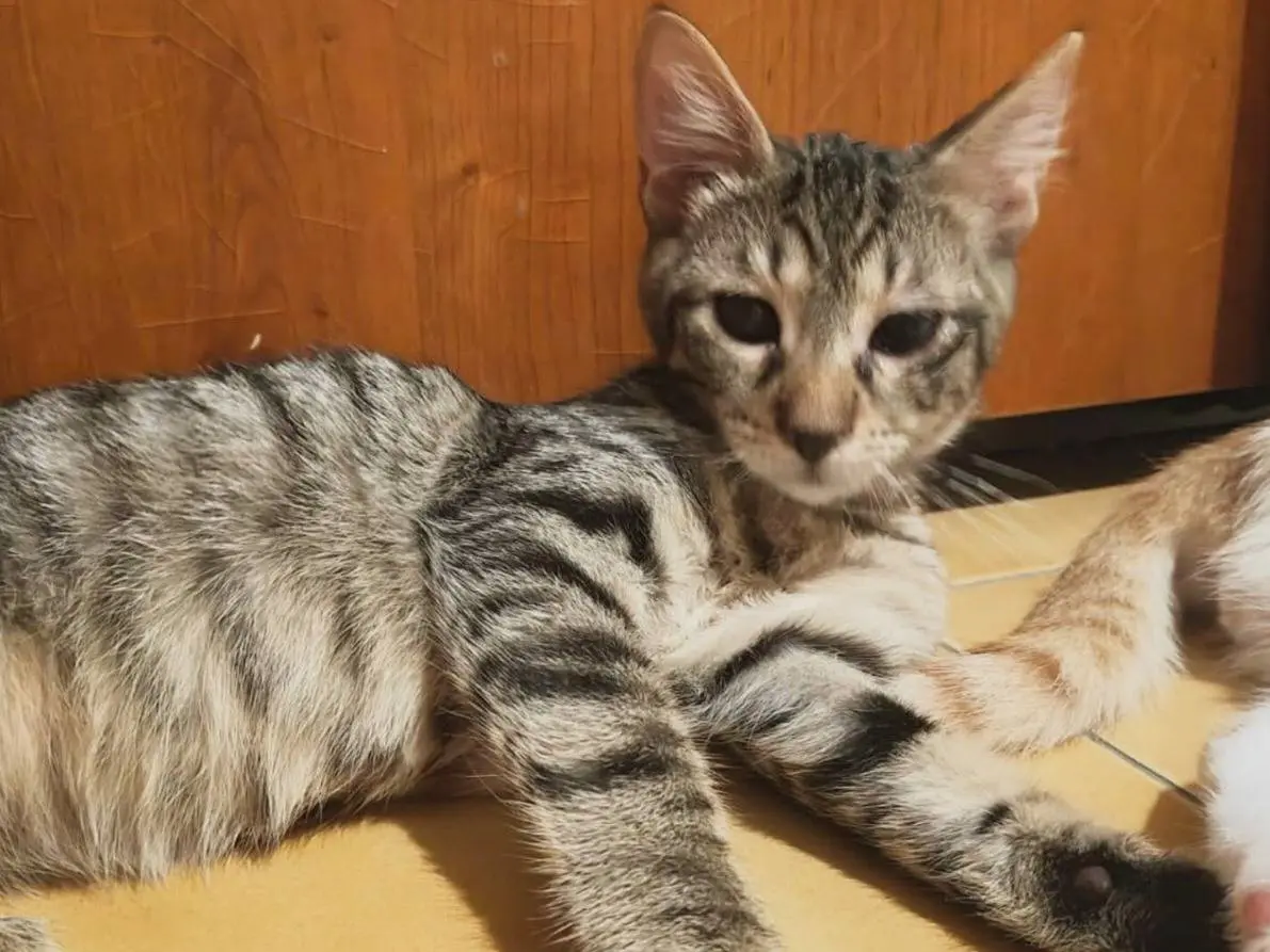 Adozione gatto, maschio, Razza sconosciuta Razza sconosciuta, 5 mesi, taglia non valida, Caserta