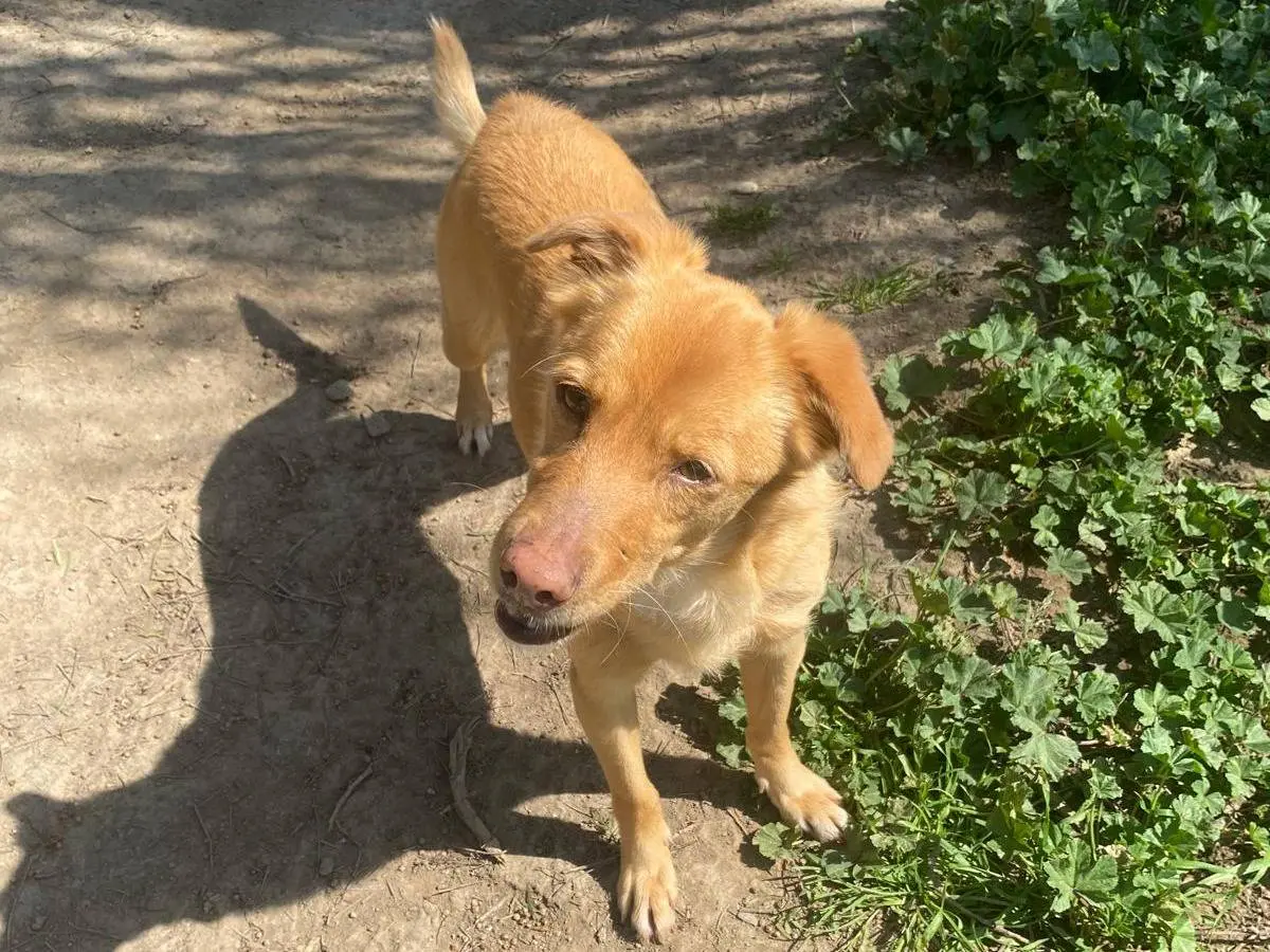 Vuoi adottare un cane a Roma?