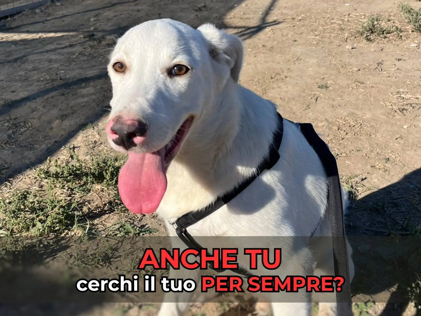 Foto 1 dell'animale