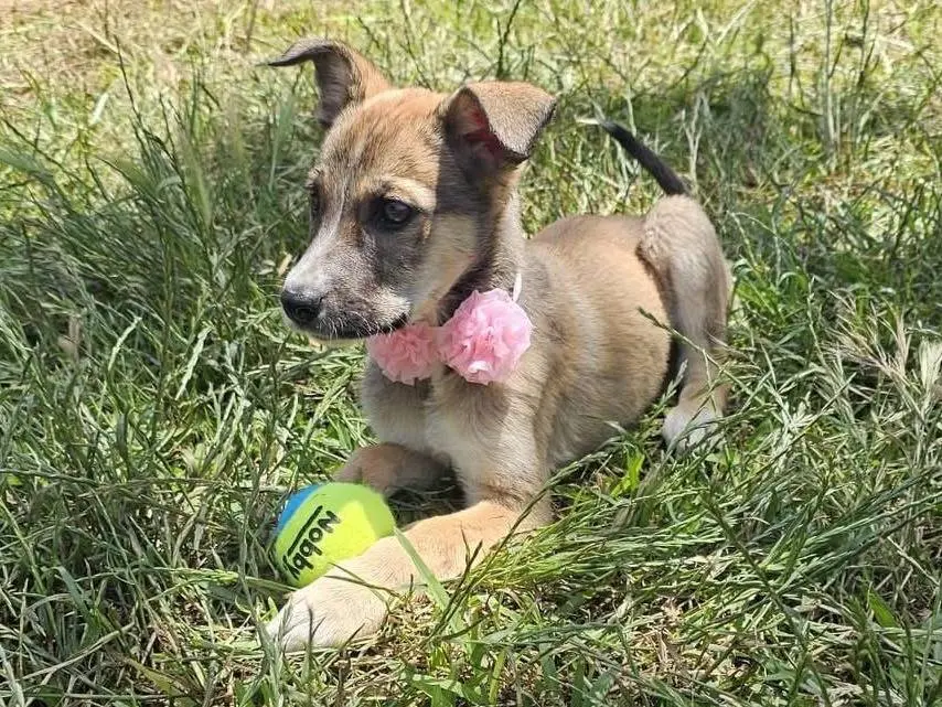 Vuoi adottare un cane a Siracusa?