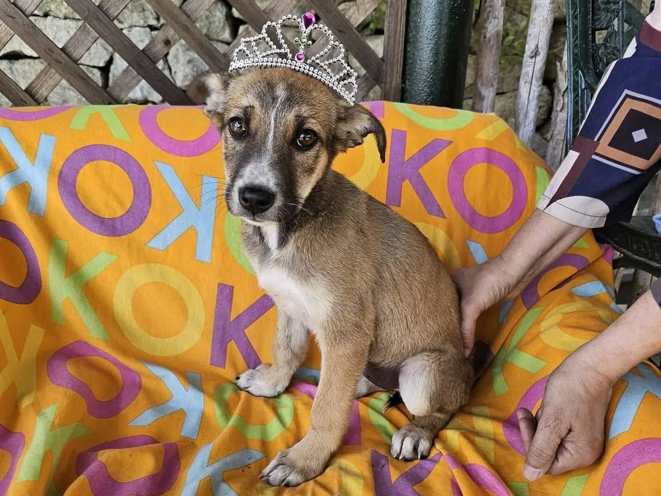 Adozione cane, femmina, Razza sconosciuta Razza sconosciuta, 8 mesi, taglia media, Siracusa