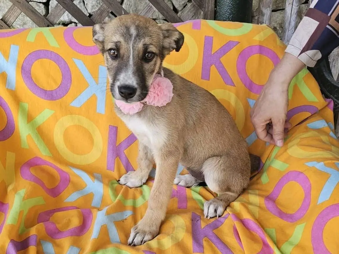 Adotta un cane, femmina, 8 mesi, Siracusa