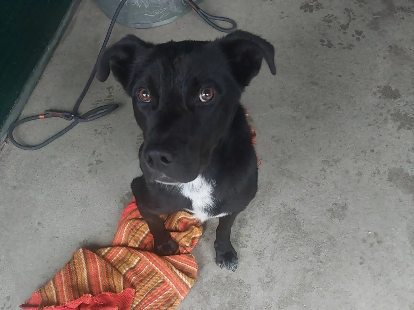 Adozione cane, maschio, Pitbull Razza sconosciuta, 2 anni e 1 mese, taglia media, Torino