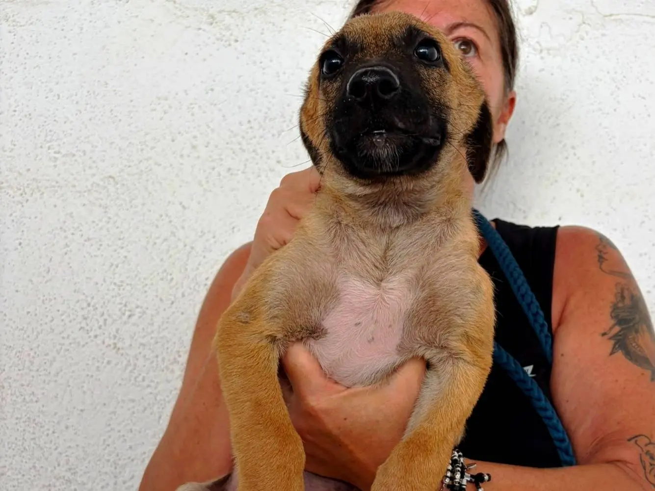 Adozione cane, femmina, Pastore Belga Malinois Razza sconosciuta, 5 mesi, taglia media, Bari