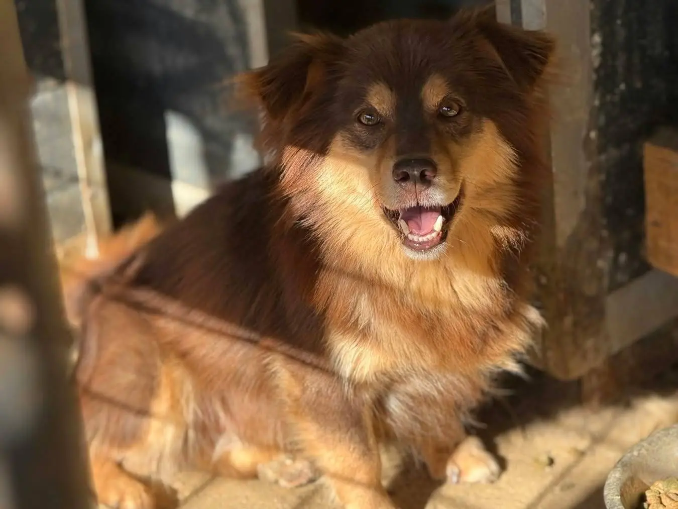 Adozione cane, maschio, Razza sconosciuta Razza sconosciuta, 4 anni e 7 mesi, taglia media contenuta, Firenze