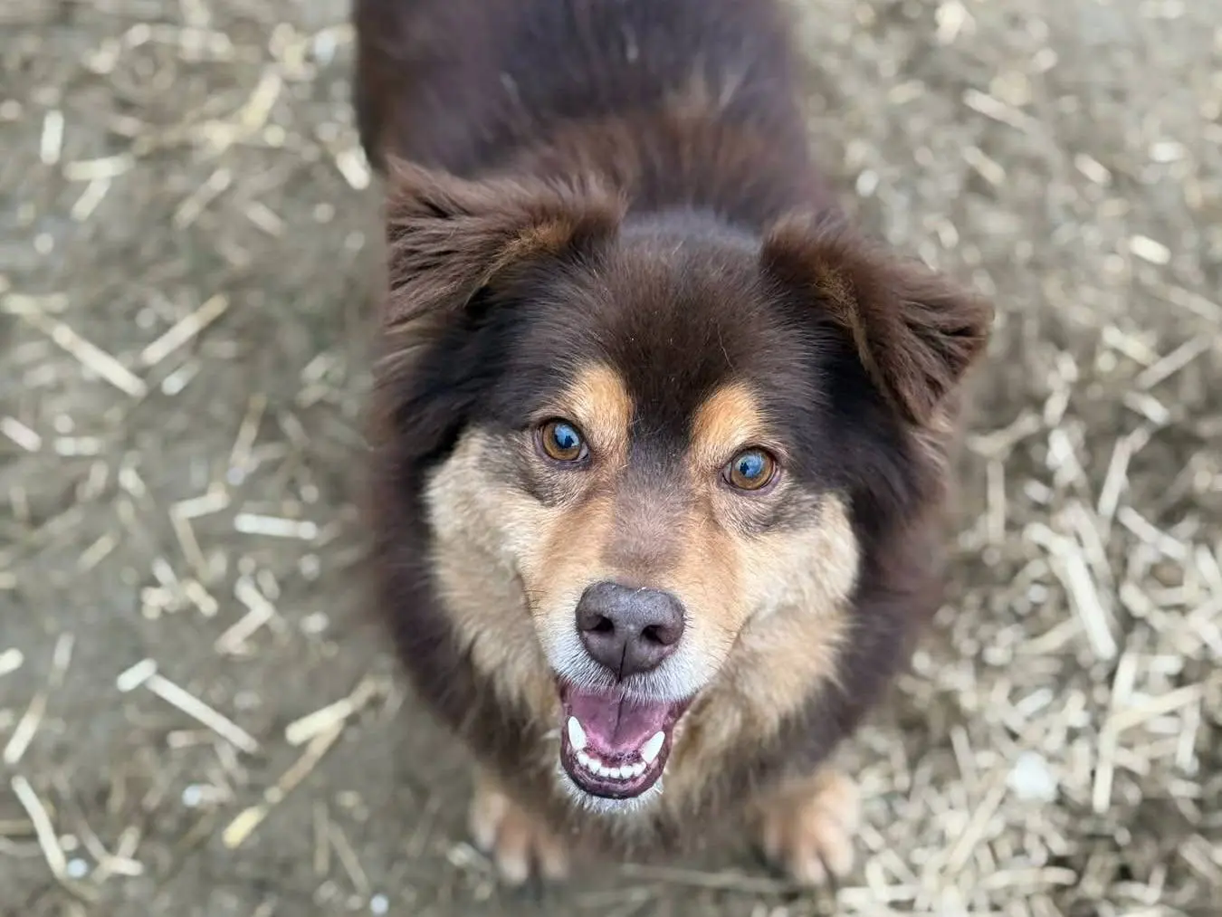 Adotta il cane CHILI a Firenze