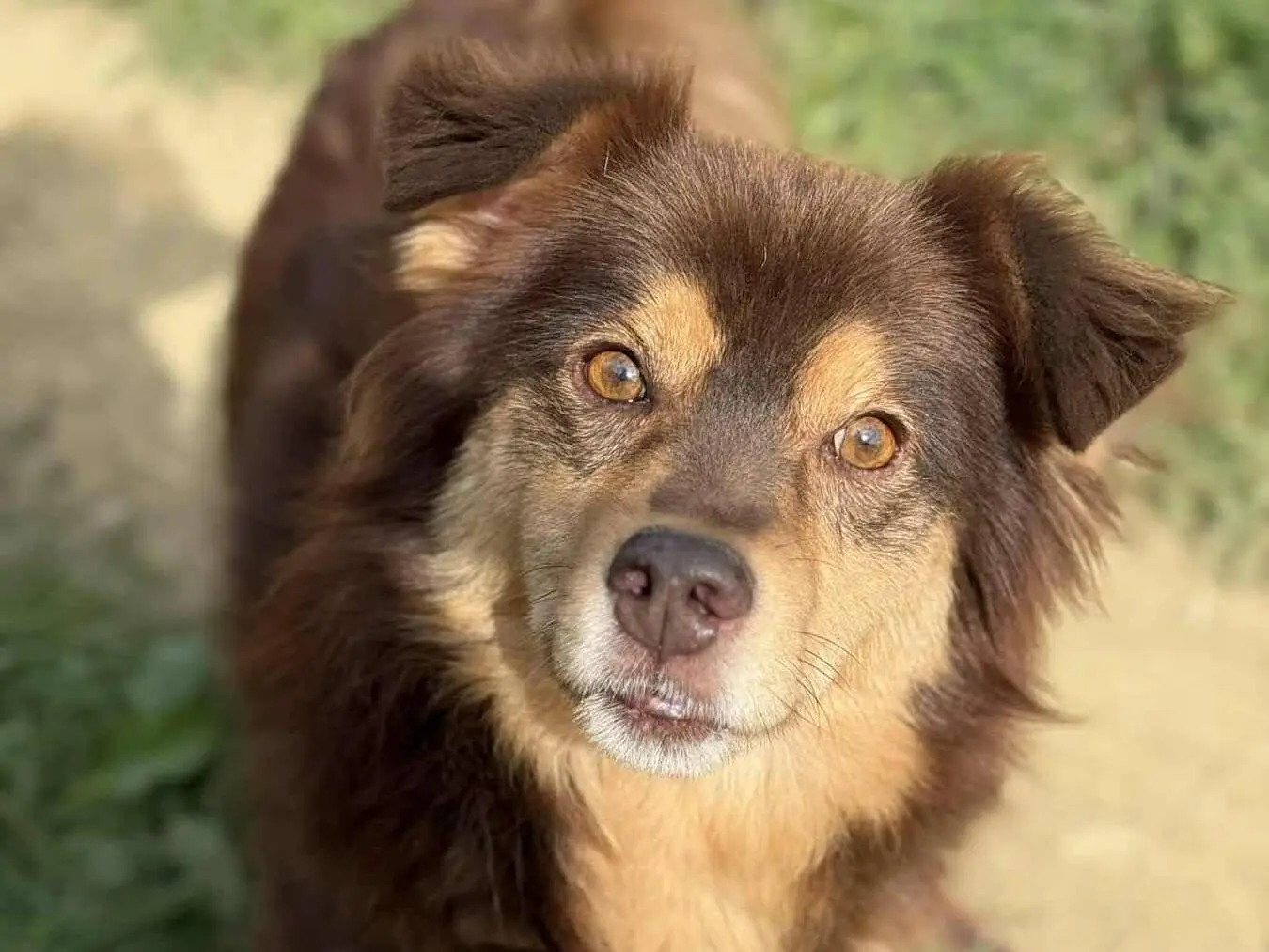 Adotta un cane, taglia media contenuta, maschio, Firenze