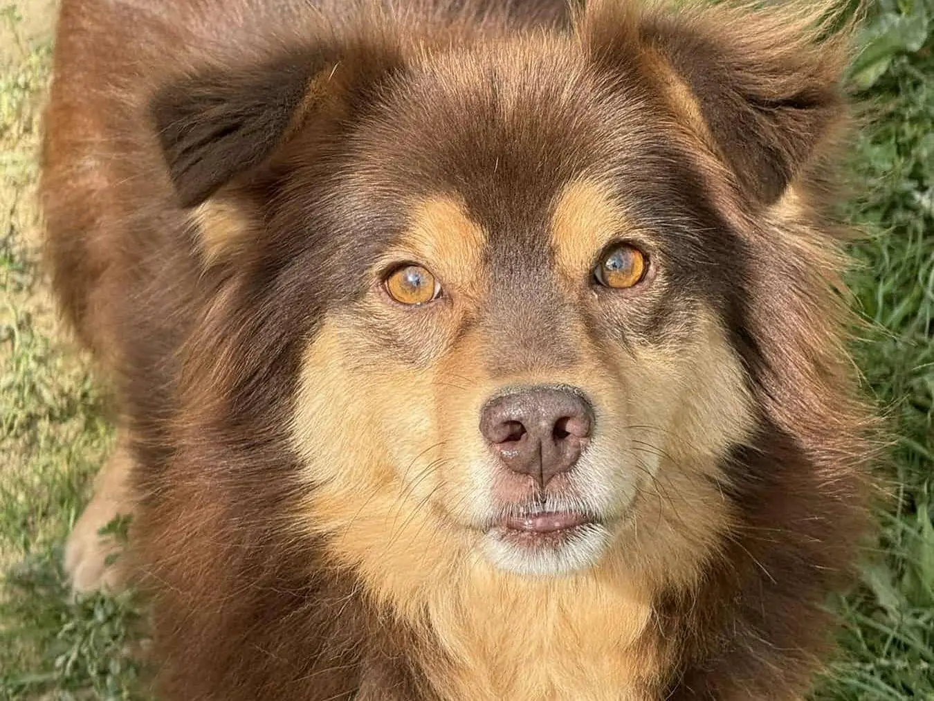 Adotta un cane, maschio, 4 anni e 7 mesi, Firenze