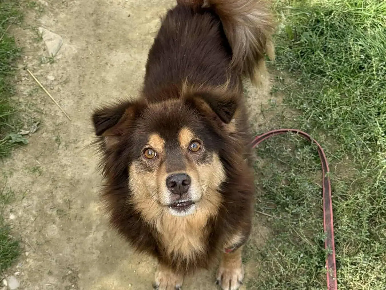 Vuoi adottare un cane a Firenze?