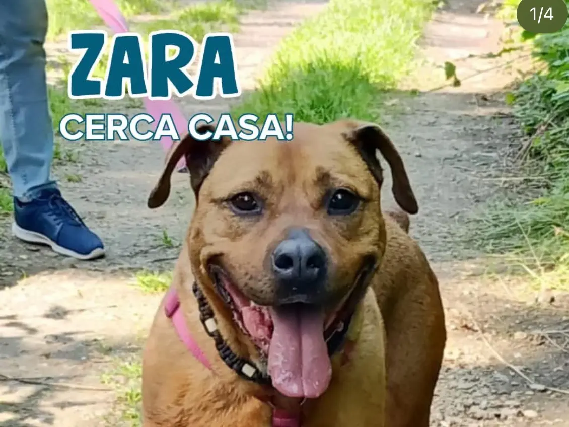 Adozione cane, femmina, Razza sconosciuta Razza sconosciuta, 12 anni e 1 mese, taglia grande, Milano