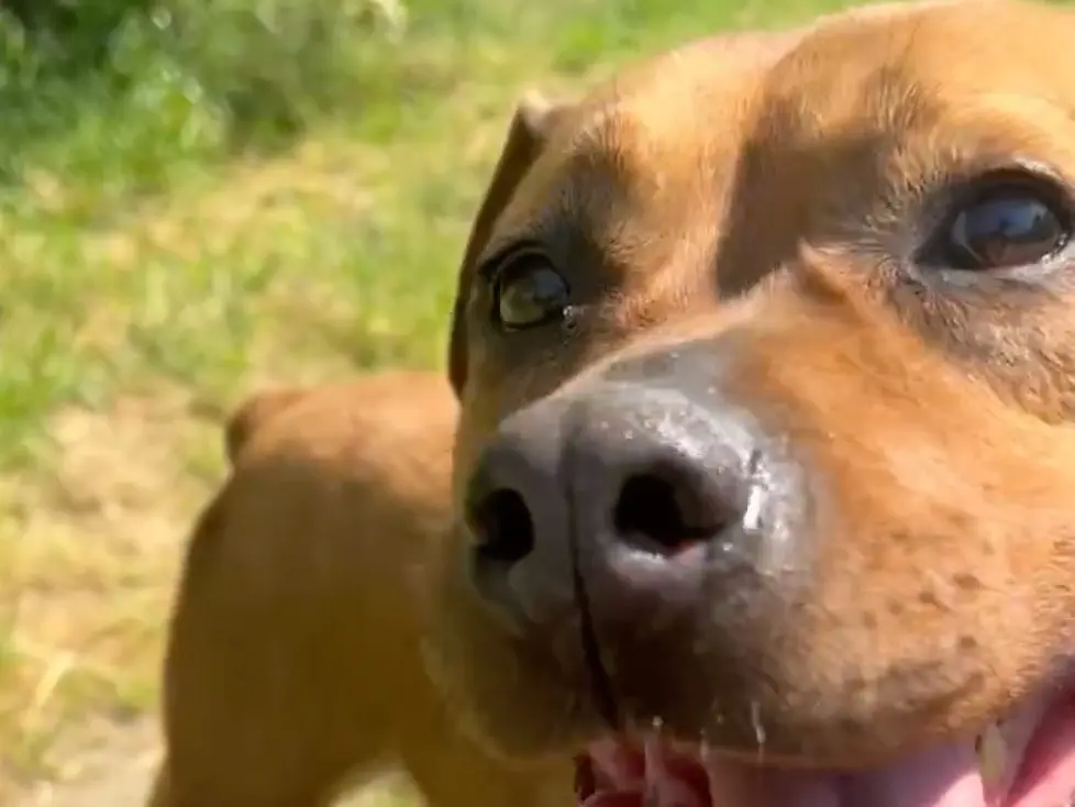 Adotta un cane, femmina, 12 anni e 1 mese, Milano