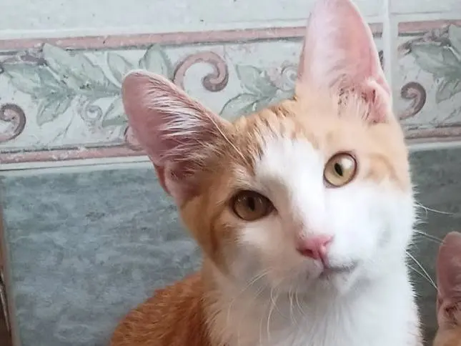 Adotta il gatto Tommy a Roma