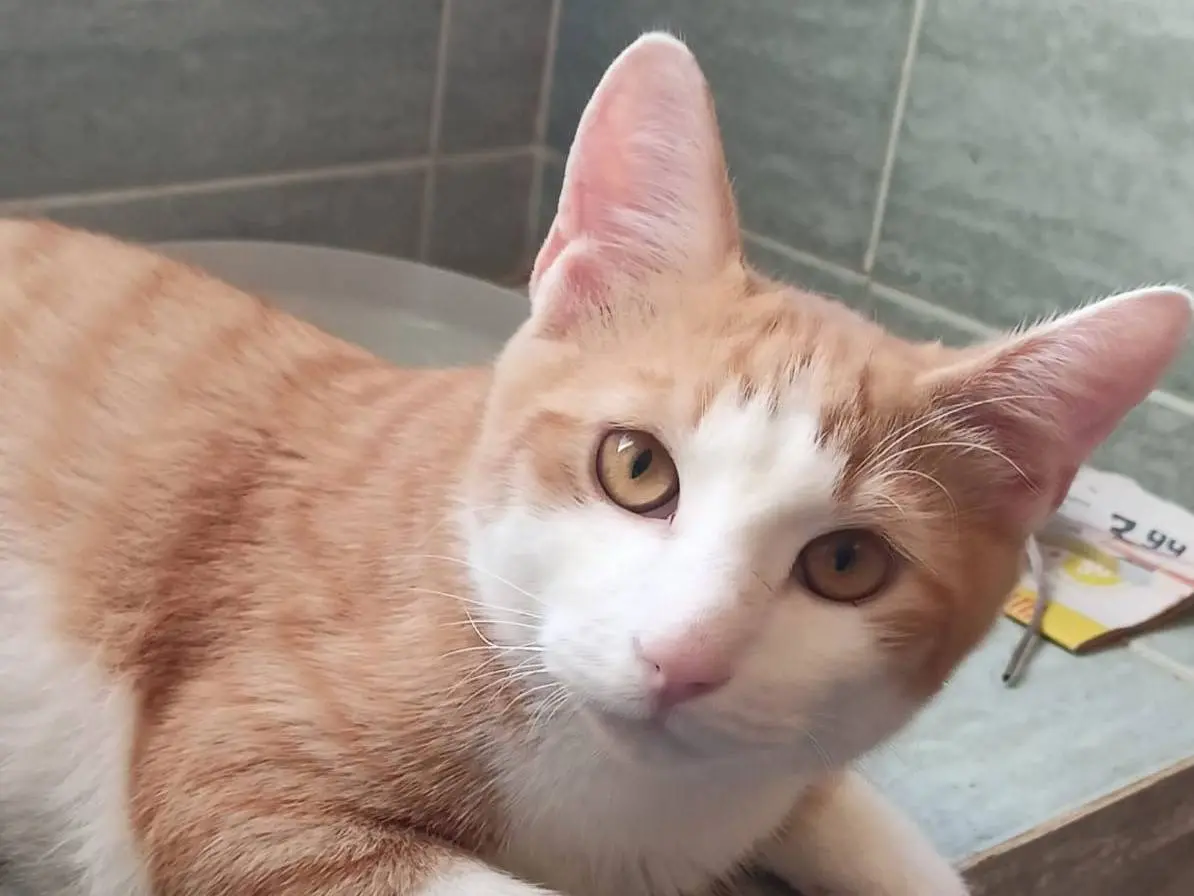 Adotta un gatto, maschio, 6 mesi, Roma