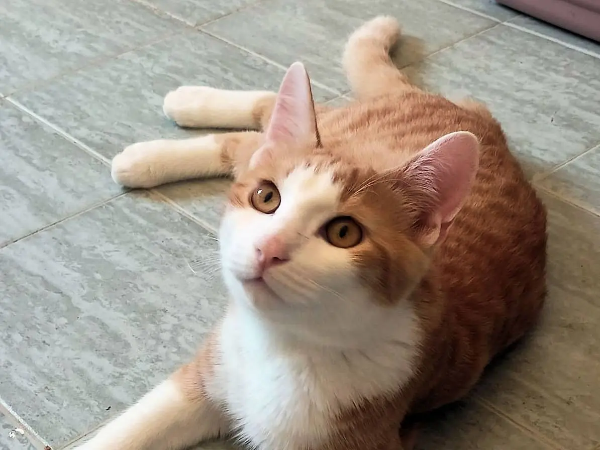 Vuoi adottare un gatto a Roma?