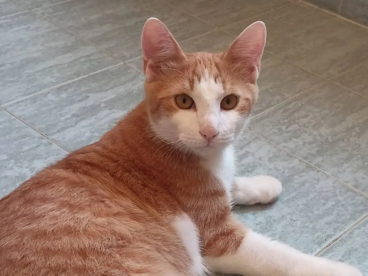 Adotta un gatto, taglia non valida, maschio, Roma