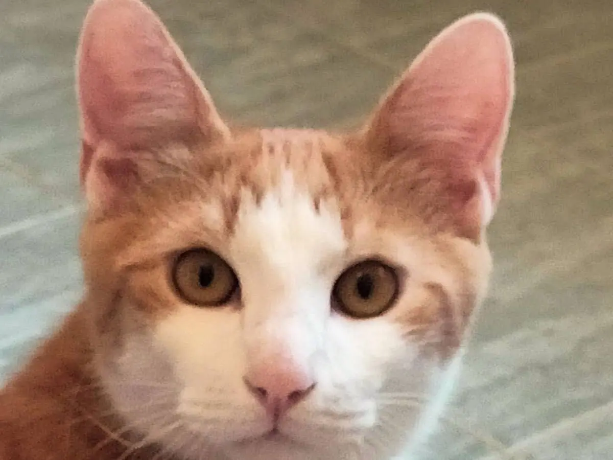 Adozione gatto, maschio, Razza sconosciuta Razza sconosciuta, 6 mesi, taglia non valida, Roma