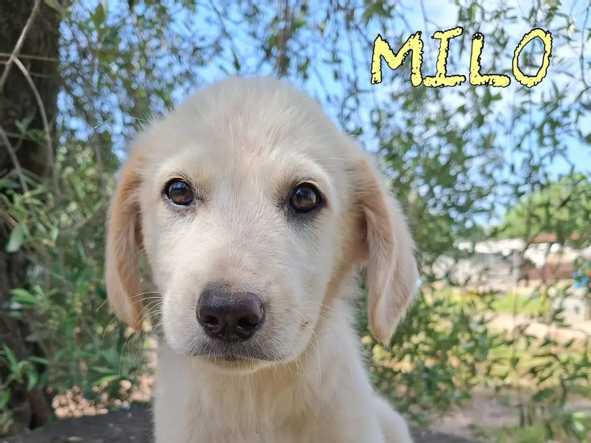 Adozione cane, maschio, Razza sconosciuta Razza sconosciuta, 8 mesi, taglia media, Reggio