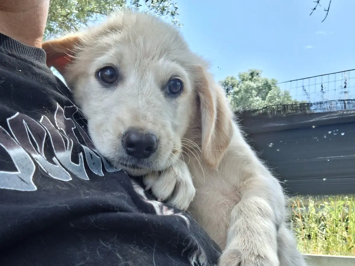 Adotta un cane, maschio, 8 mesi, Reggio