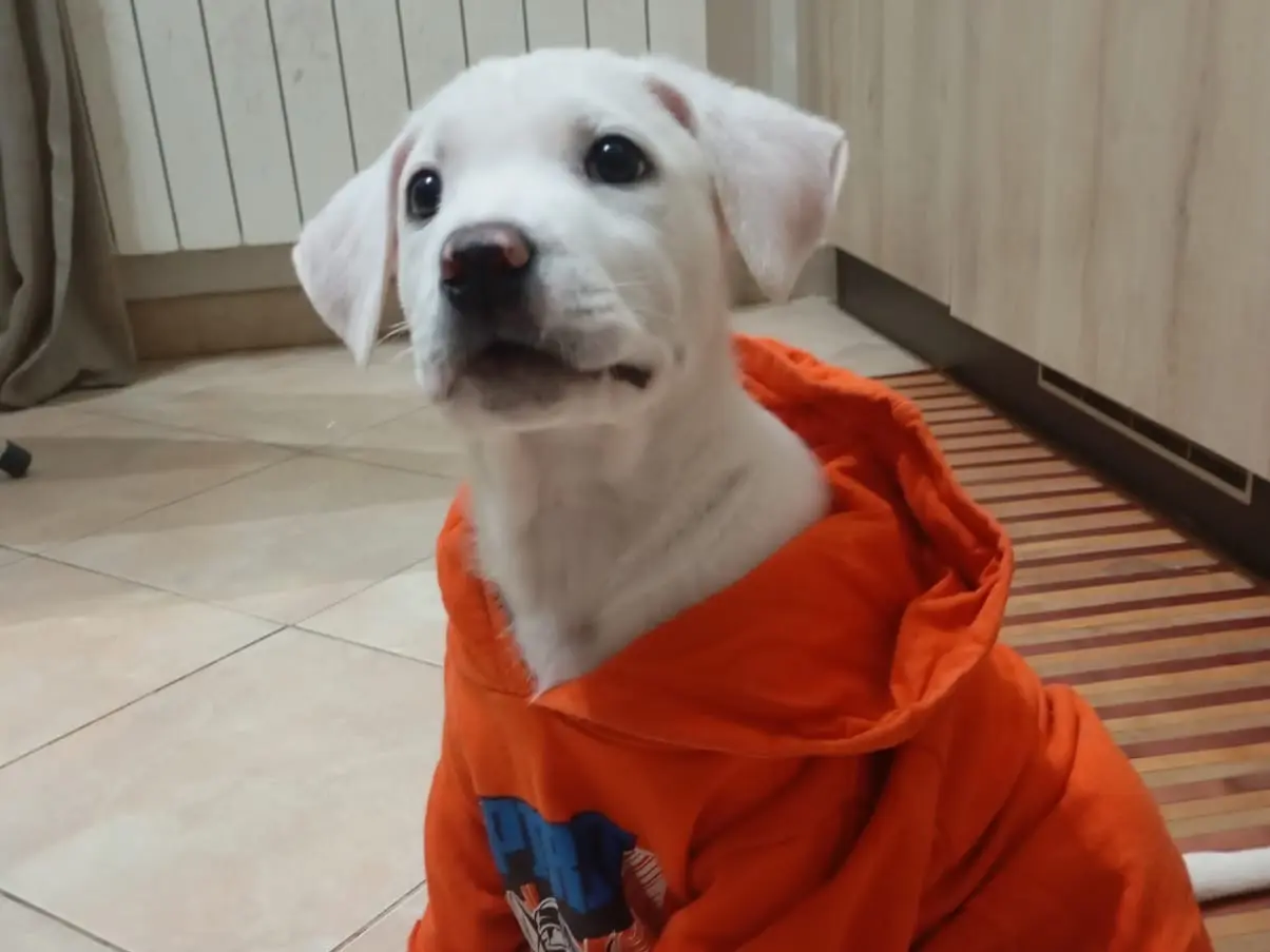 Adotta un cane, taglia grande, maschio, Foggia