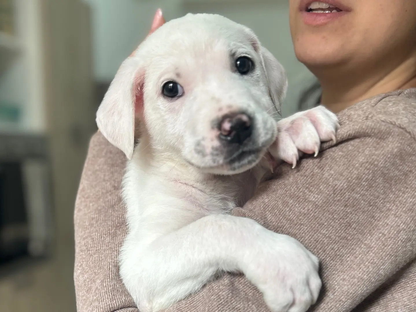 Adozione cane, maschio, Razza sconosciuta Razza sconosciuta, 10 mesi, taglia grande, Foggia