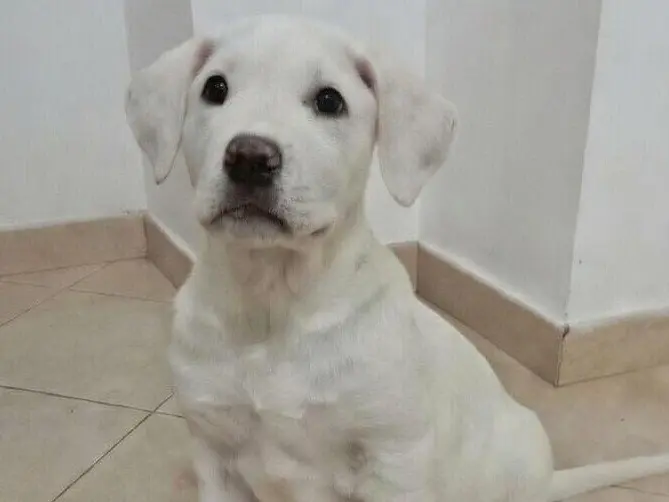 Adotta un cane, maschio, 10 mesi, Foggia