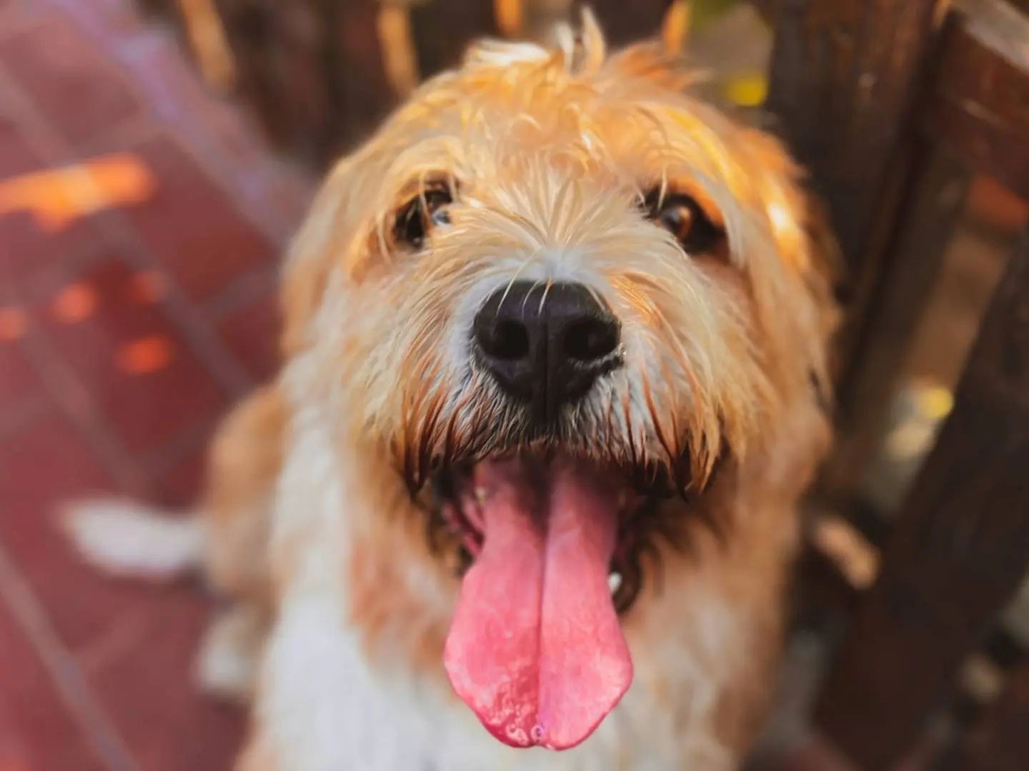 Vuoi adottare un cane a Caserta?