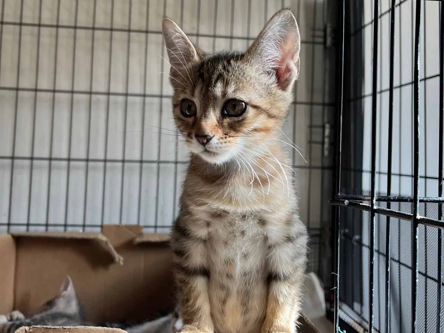 Adotta un gatto, taglia non valida, femmina, Padova
