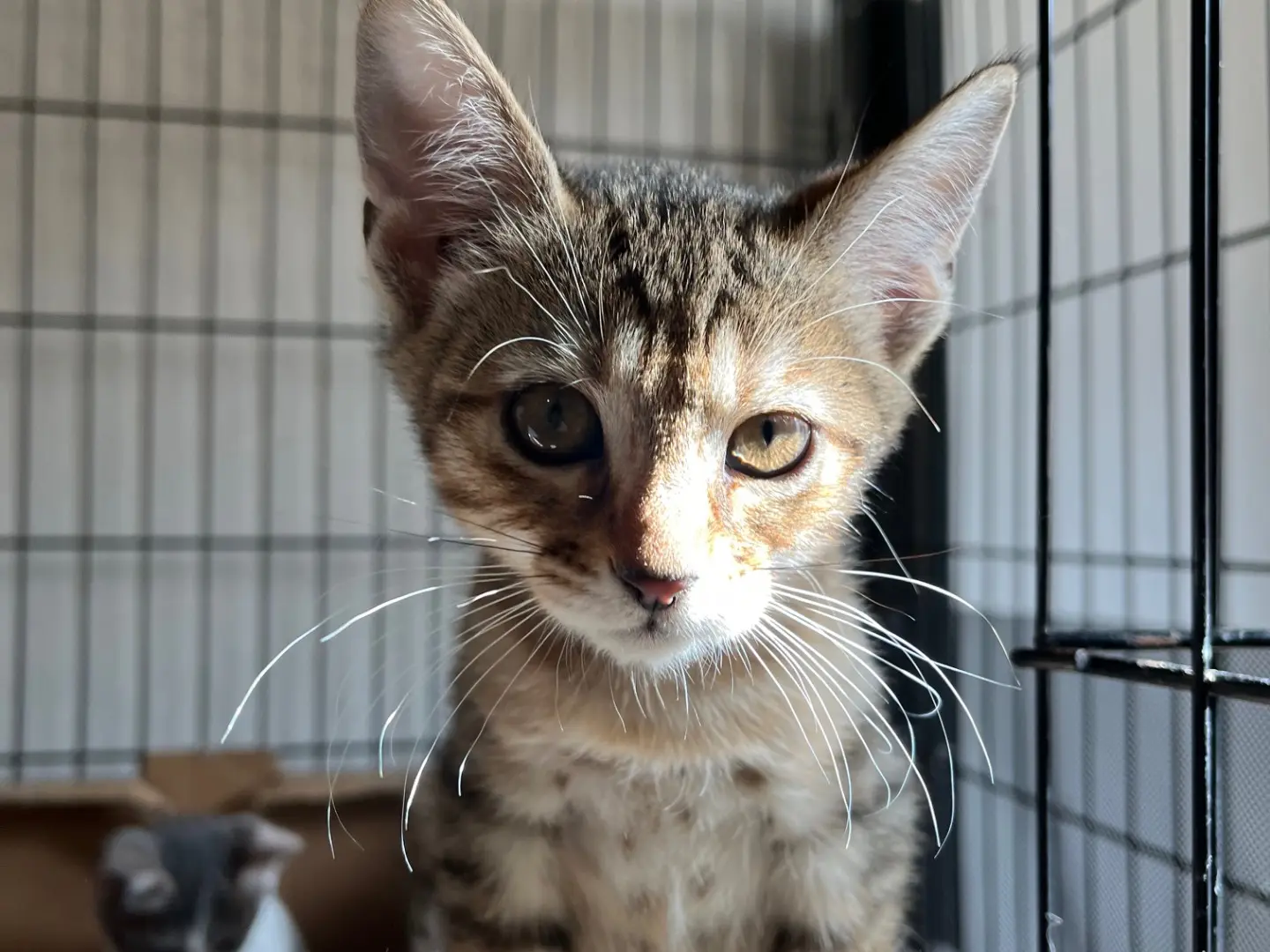 Adotta un gatto, femmina, 2 mesi, Padova