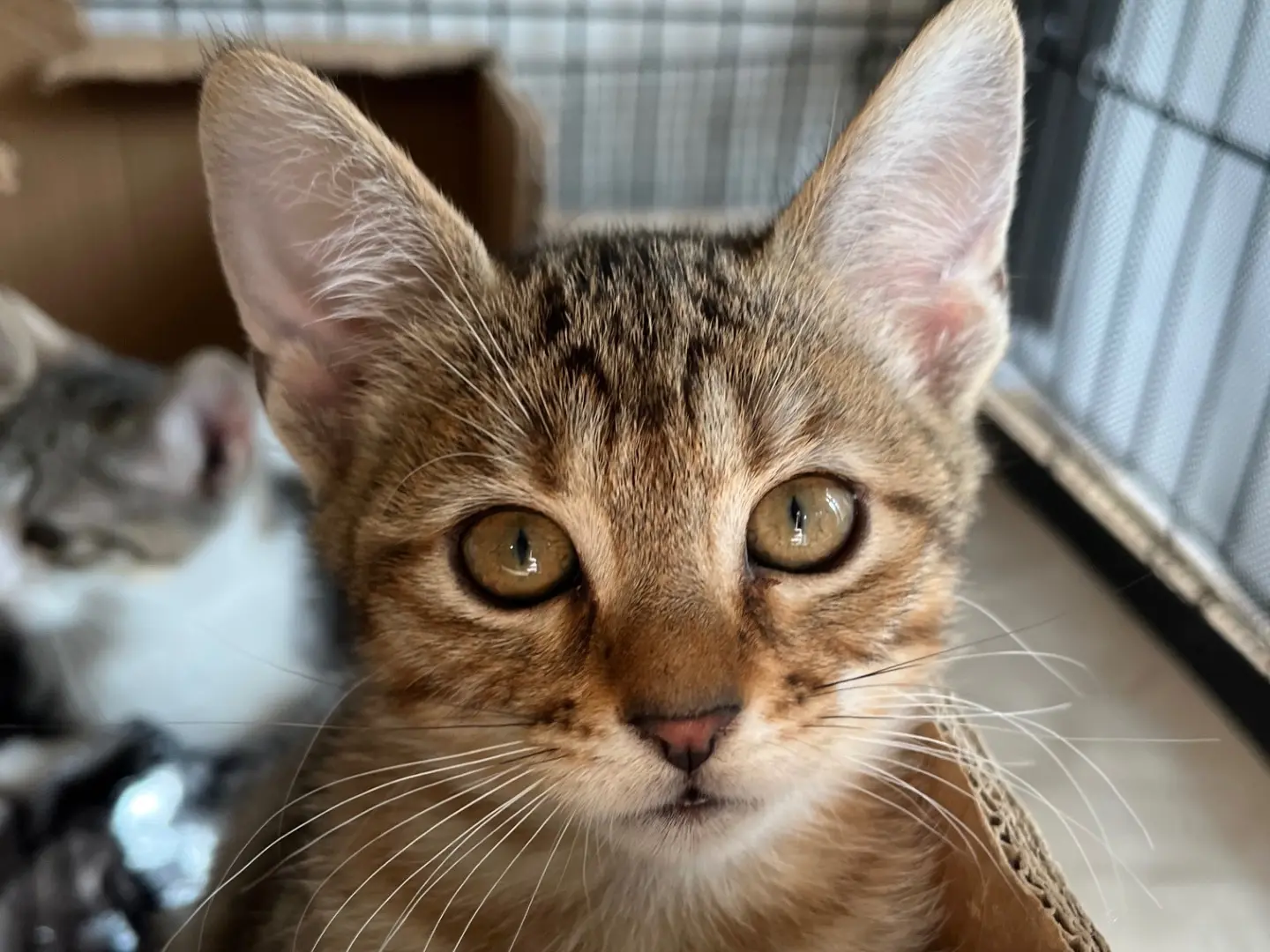 Adozione gatto, femmina, Razza sconosciuta Razza sconosciuta, 2 mesi, taglia non valida, Padova