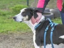Adotta un cane, taglia grande, maschio, Milano