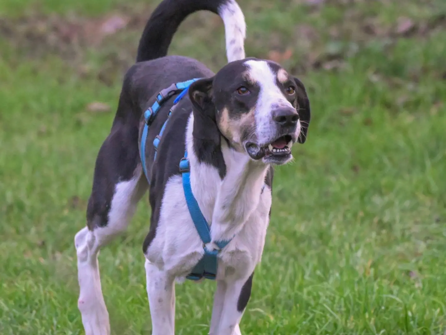 Adotta un cane, maschio, 3 anni, Milano