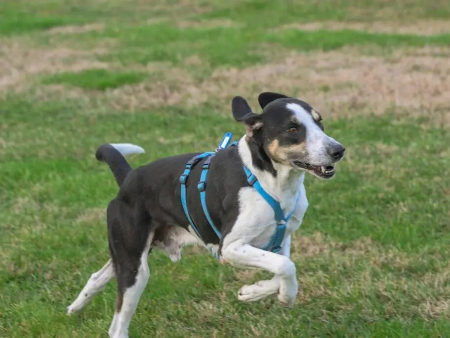 Adozione cane, maschio, Segugio Razza sconosciuta, 3 anni, taglia grande, Milano