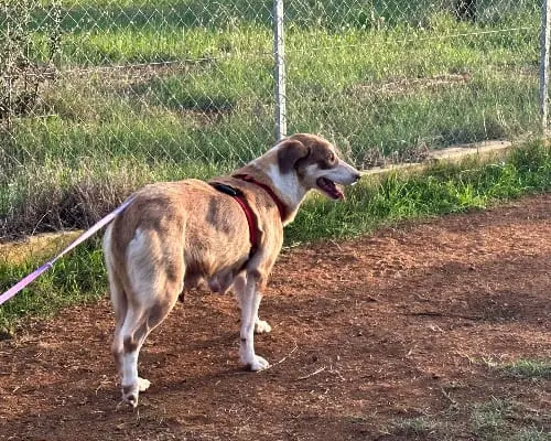 Foto 3 dell'animale