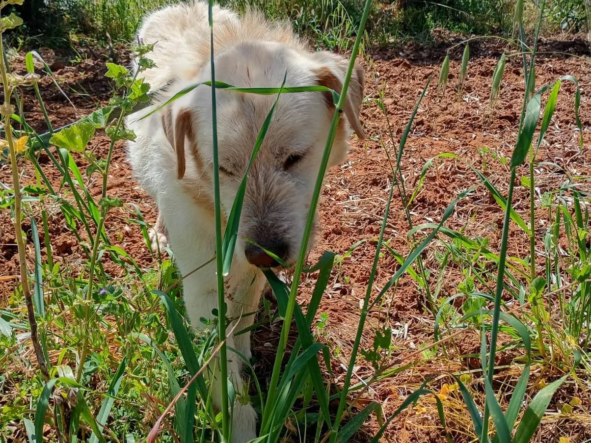 Foto 3 dell'animale