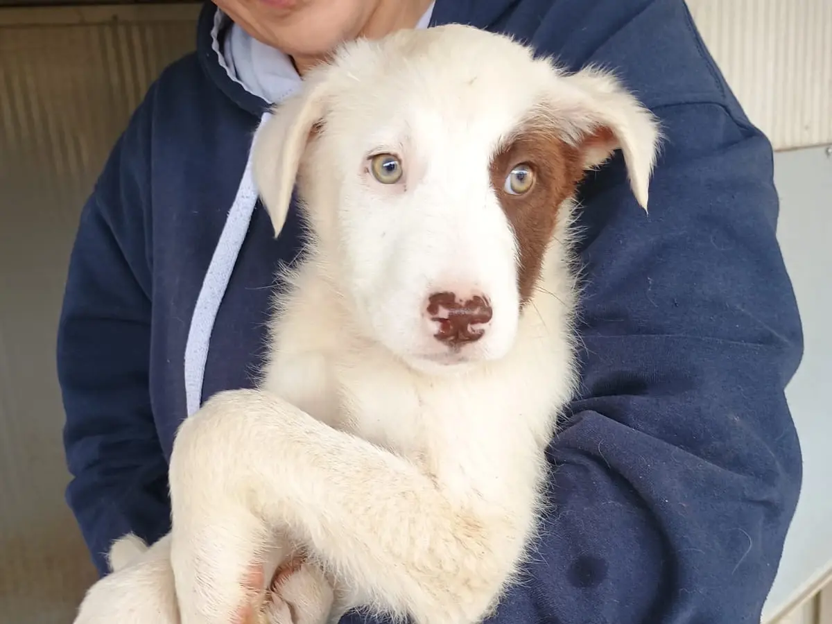 Adozione cane, maschio, Razza sconosciuta Razza sconosciuta, 11 mesi, taglia grande, Caserta
