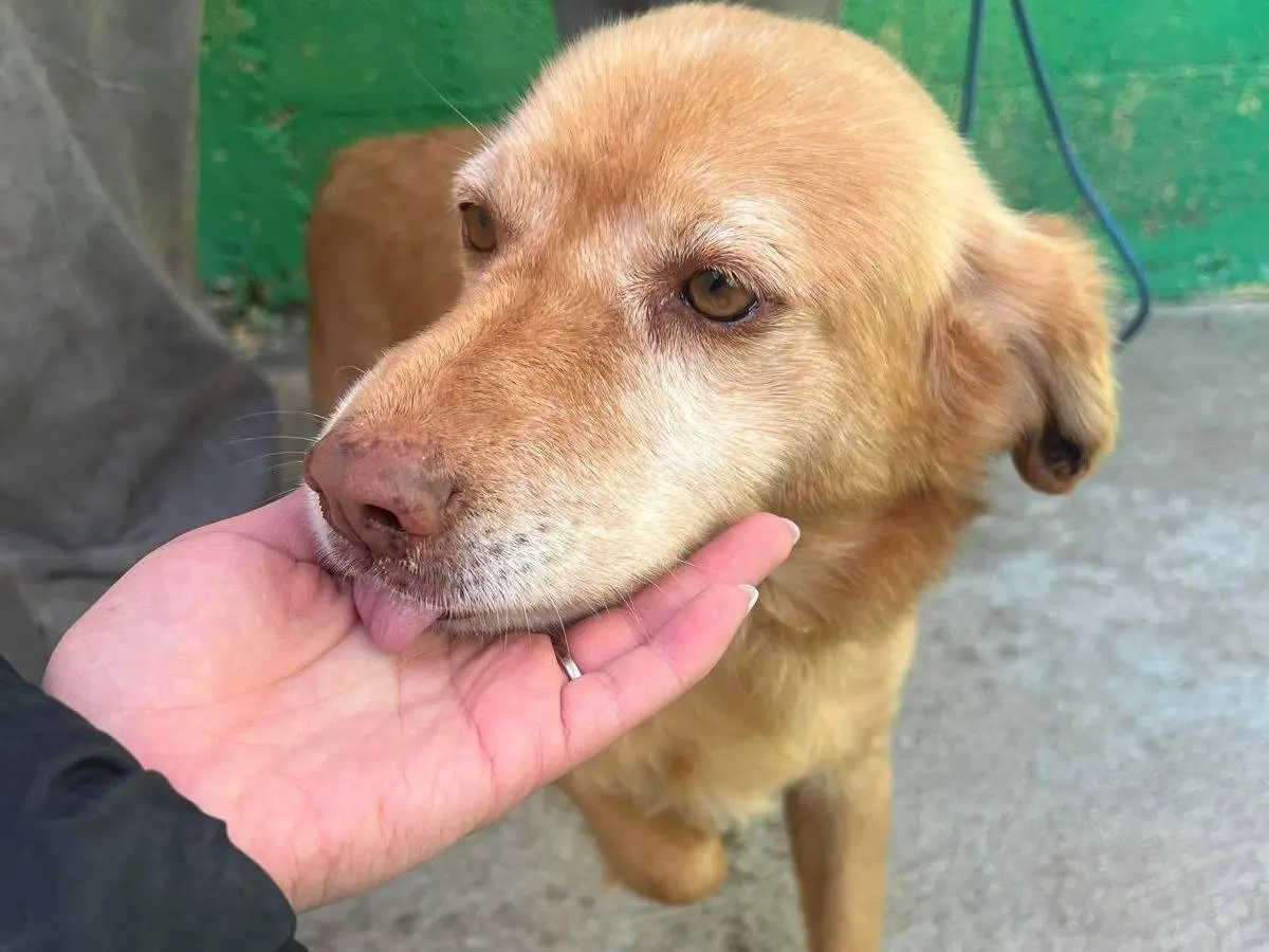 Vuoi adottare un cane a Matera?