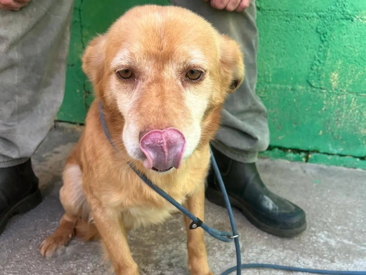 Adotta un cane, taglia media contenuta, maschio, Matera