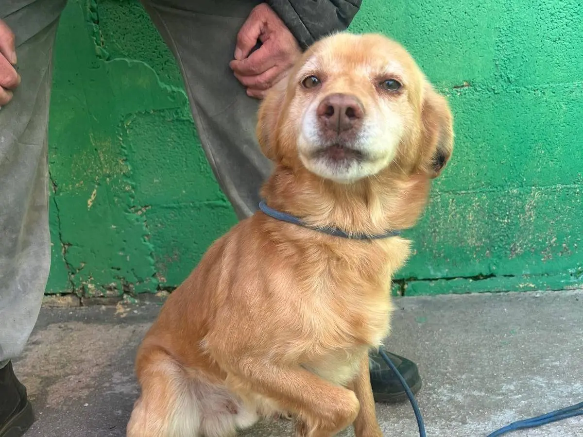 Adotta un cane, maschio, 9 anni e 9 mesi, Matera