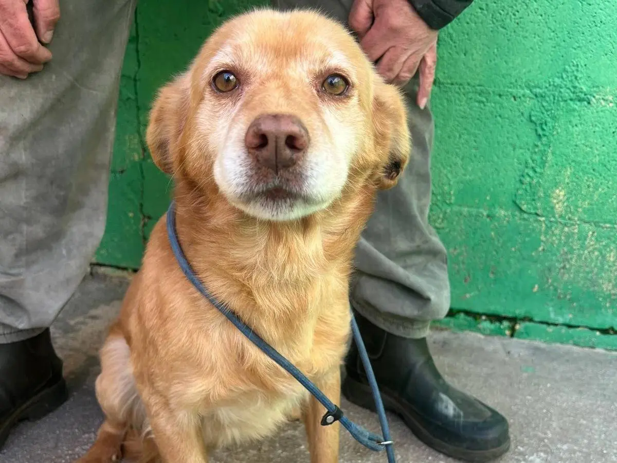 Adozione cane, maschio, Razza sconosciuta Razza sconosciuta, 9 anni e 9 mesi, taglia media contenuta, Matera