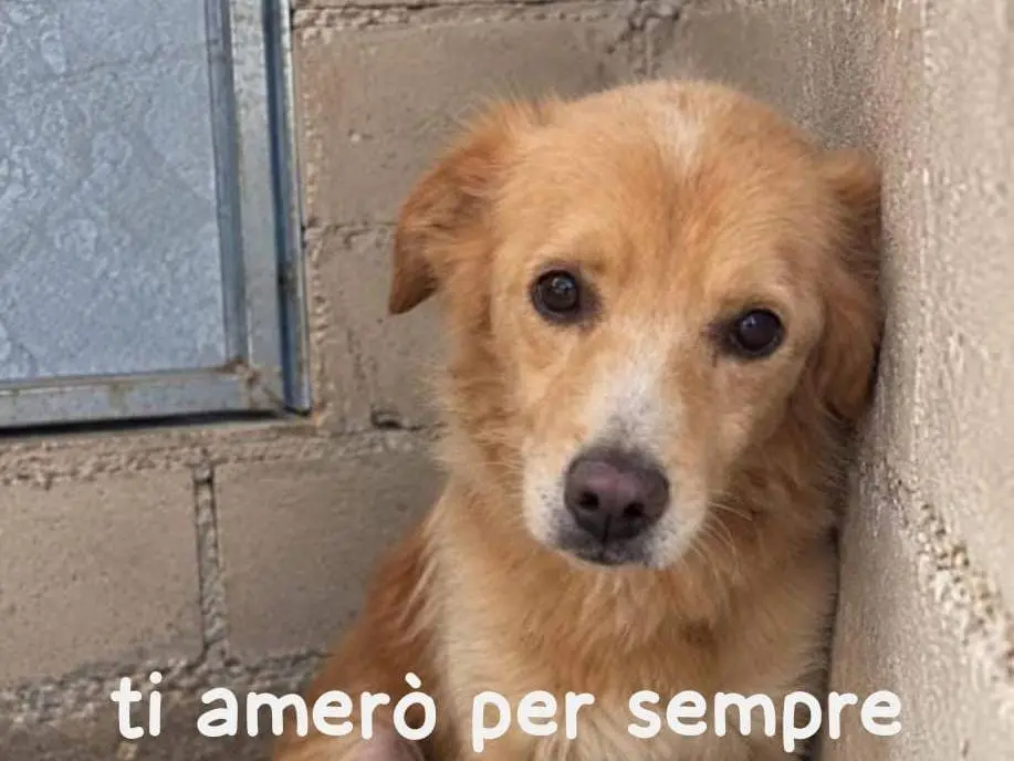 Adozione cane, maschio, Razza sconosciuta Razza sconosciuta, 9 anni e 1 mese, taglia media, Cremona