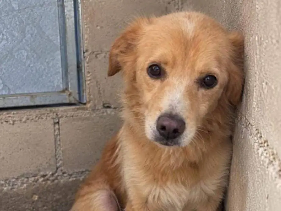 Adotta un cane, maschio, 9 anni e 1 mese, Cremona